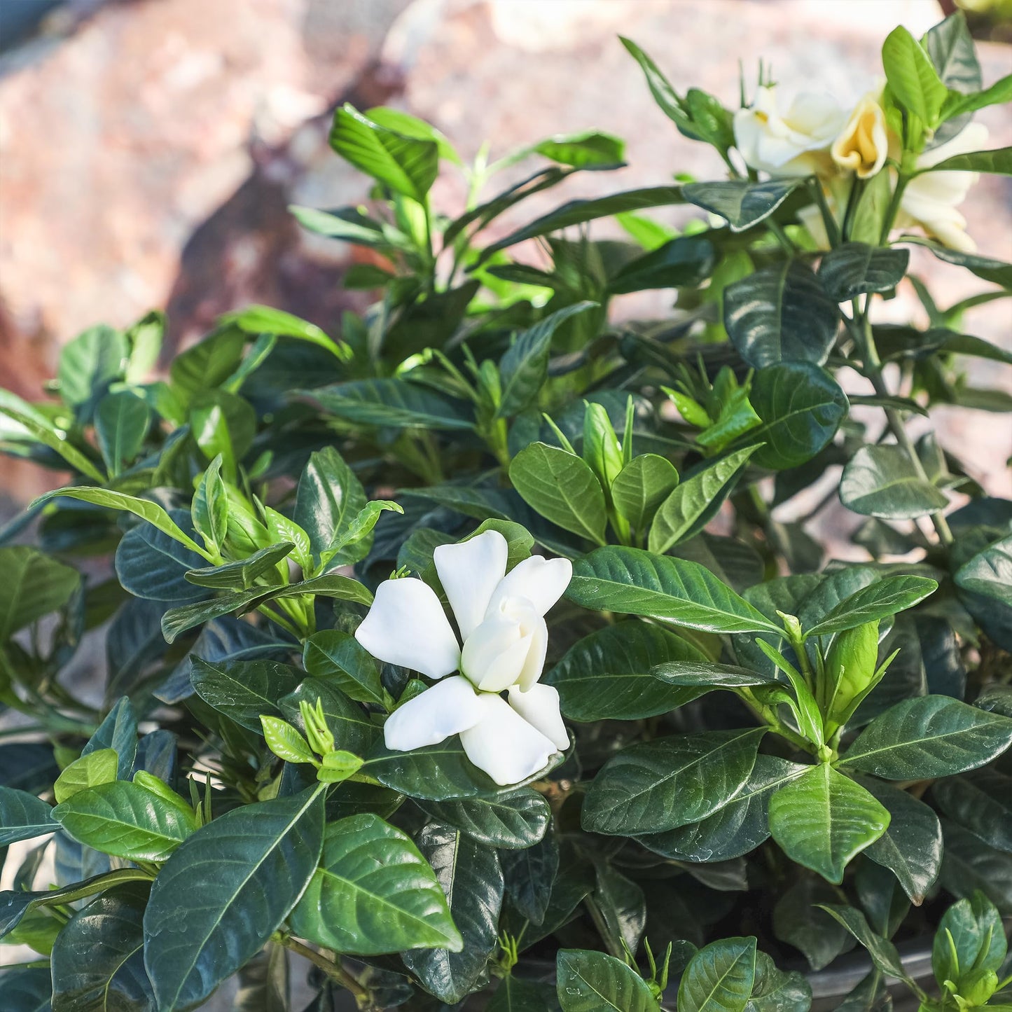 Gardenia Plant (1G), Cape Jasmine Plant Outdoor Plants, Fresh Flowers for Delivery Prime, Live Plants Indoor Plants Live Houseplants, Gardenia Plants Live House Plants Indoors Live by Plants for Pets