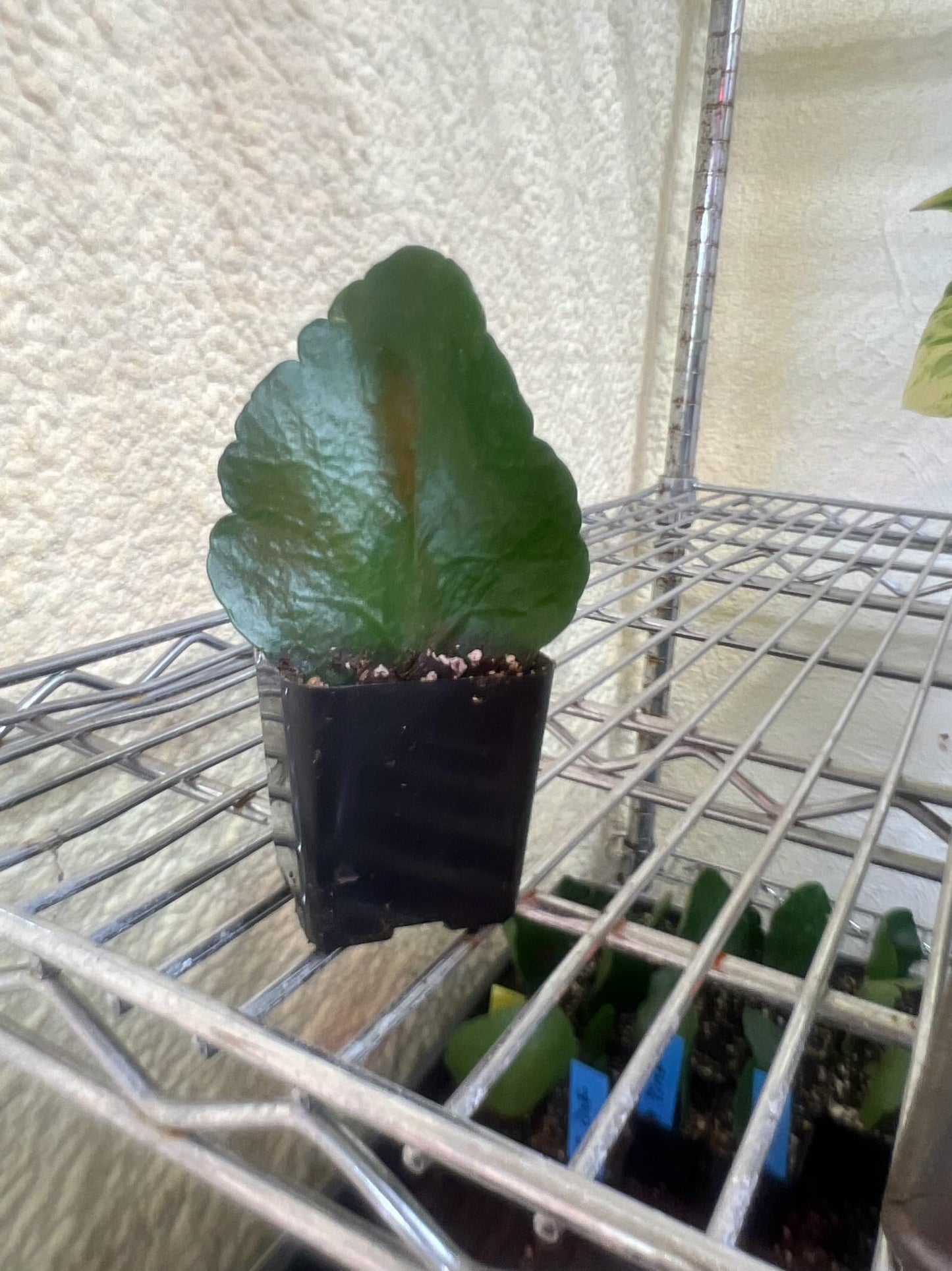 White Kalanchoe Starter Live Plant in 2 Inch Pot - Kalanchoe blossfeldiana Starter Plant
