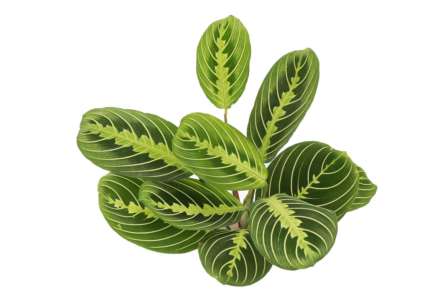 Thorsen's Greenhouse Prayer Plants Set of 2, Maranta leuconeura, Pet Safe, Low Light, Live Indoor Plants, 4" Diameter Plants, Classic Pots (White)