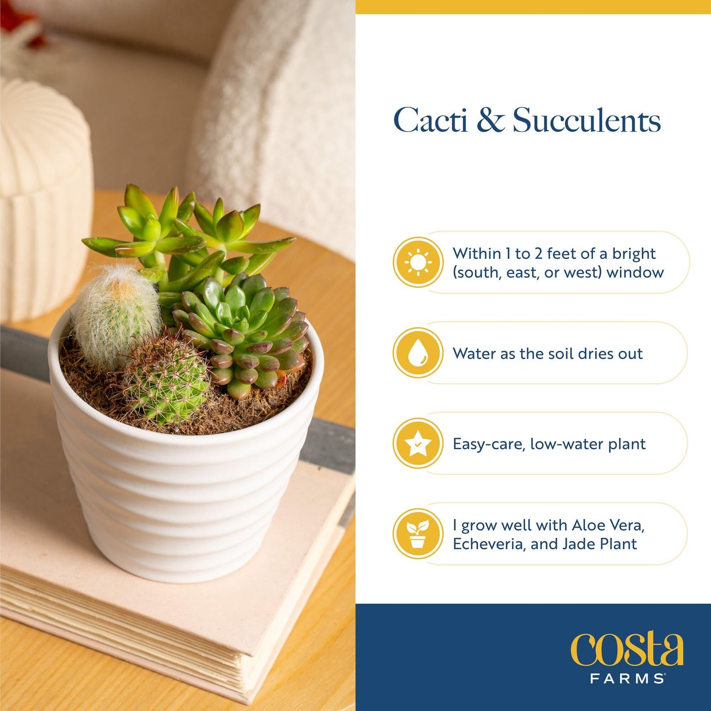 Costa Farms Haworthia, Succulent Live Plant in Decorative Pot, Easy to Maintain Succulent Indoor Houseplant, Home, Room, or Office Decor, House Warming or Birthday Gift, 4-6 Inches Tall