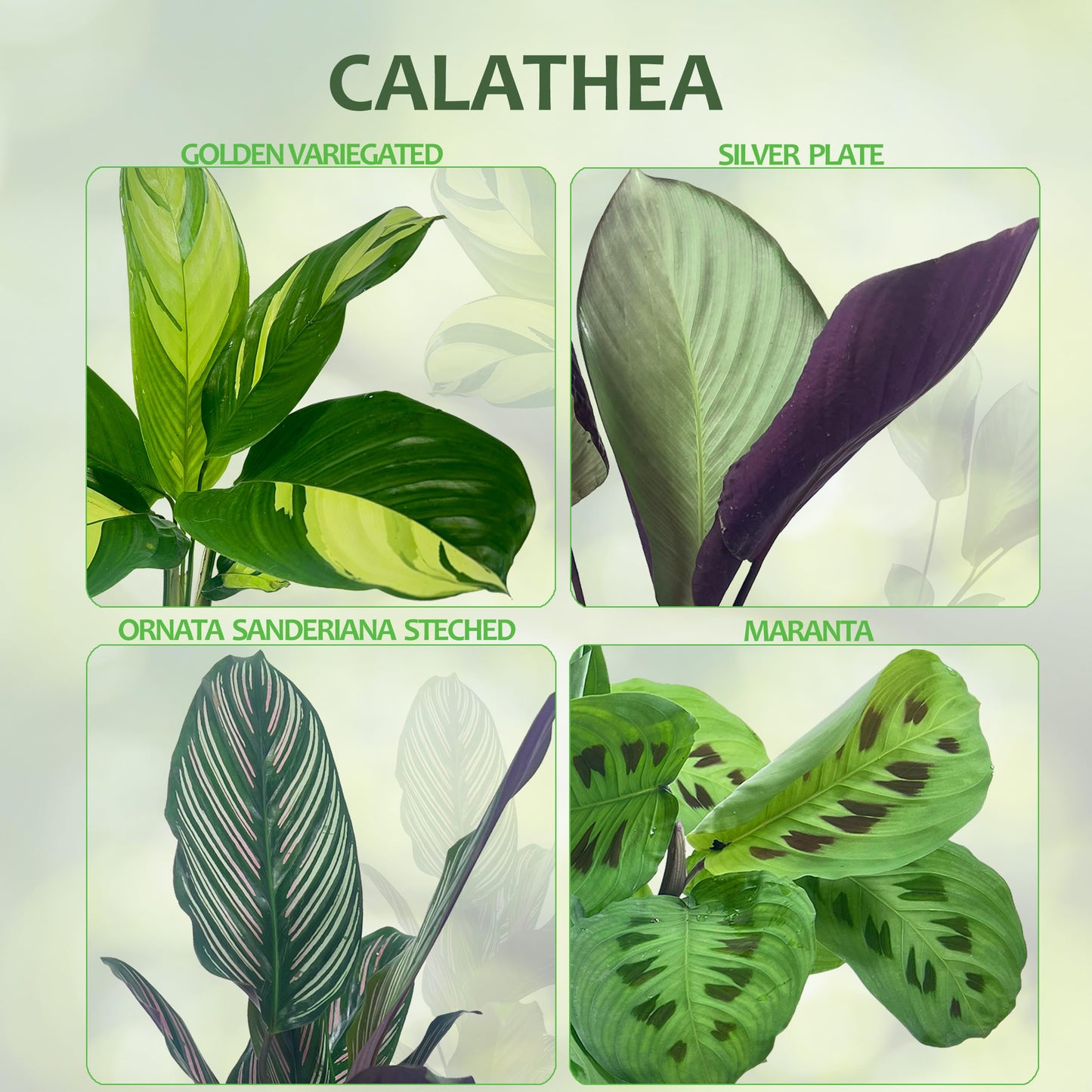 LEAL PLANTS ECUADOR Calathea Ornata Sanderiana Stretched (Pack of 2) Fascinating Leaf Movement, Easy Care Tropical Houseplant, Air-Purifying, Ideal for Home & Office Decor, Unique Living Plant Gift