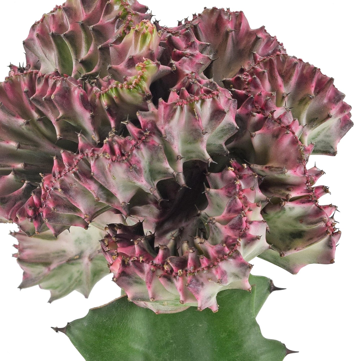 Arcadia Garden Products Live Mermaid Tail Cactus Indoor Houseplant in Plastic Pot, Euphorbia lactea Cristata Crested Coral Succulent Plant Gift for Home and Garden Decor, 4-inch, Light Purple