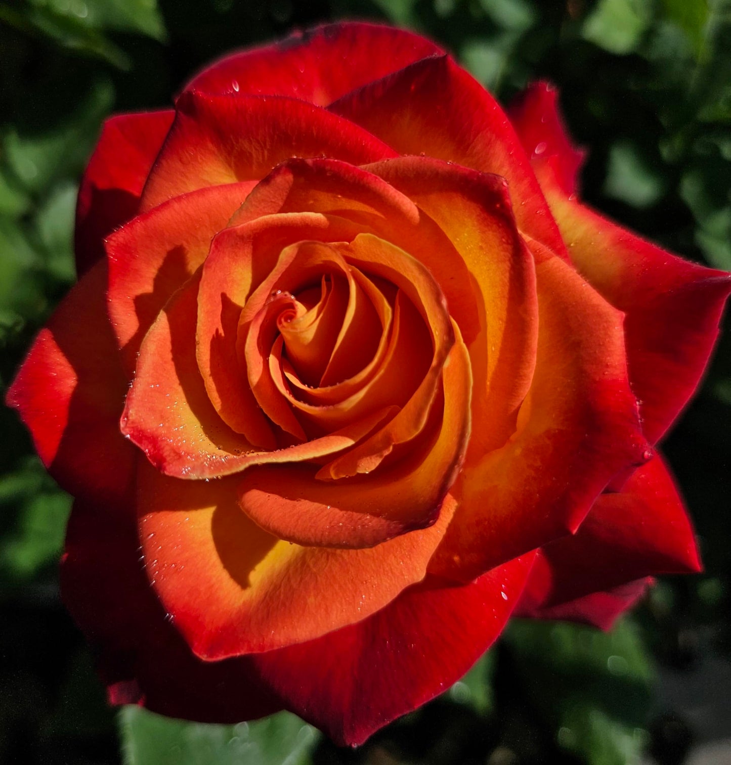 Ma Cherie Roses, Perfect Moment Rose Bush, Rose Bushes Ready to Plant, 2 Quart Pot, Live Plants Outdoor, Plant Gifts, Roses, Perennial Plants, Outdoor Plants Live