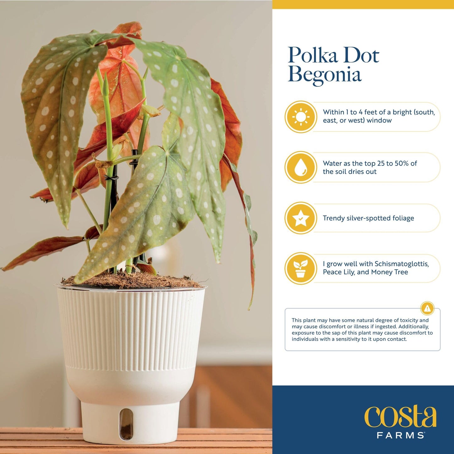 Costa Farms Begonia Maculata Live Plant in Self Watering Pot, Indoor Houseplant, Perfect for Home, Room, or Office Decor, Great House Warming or Birthday Gift, 12-18 Inches Tall