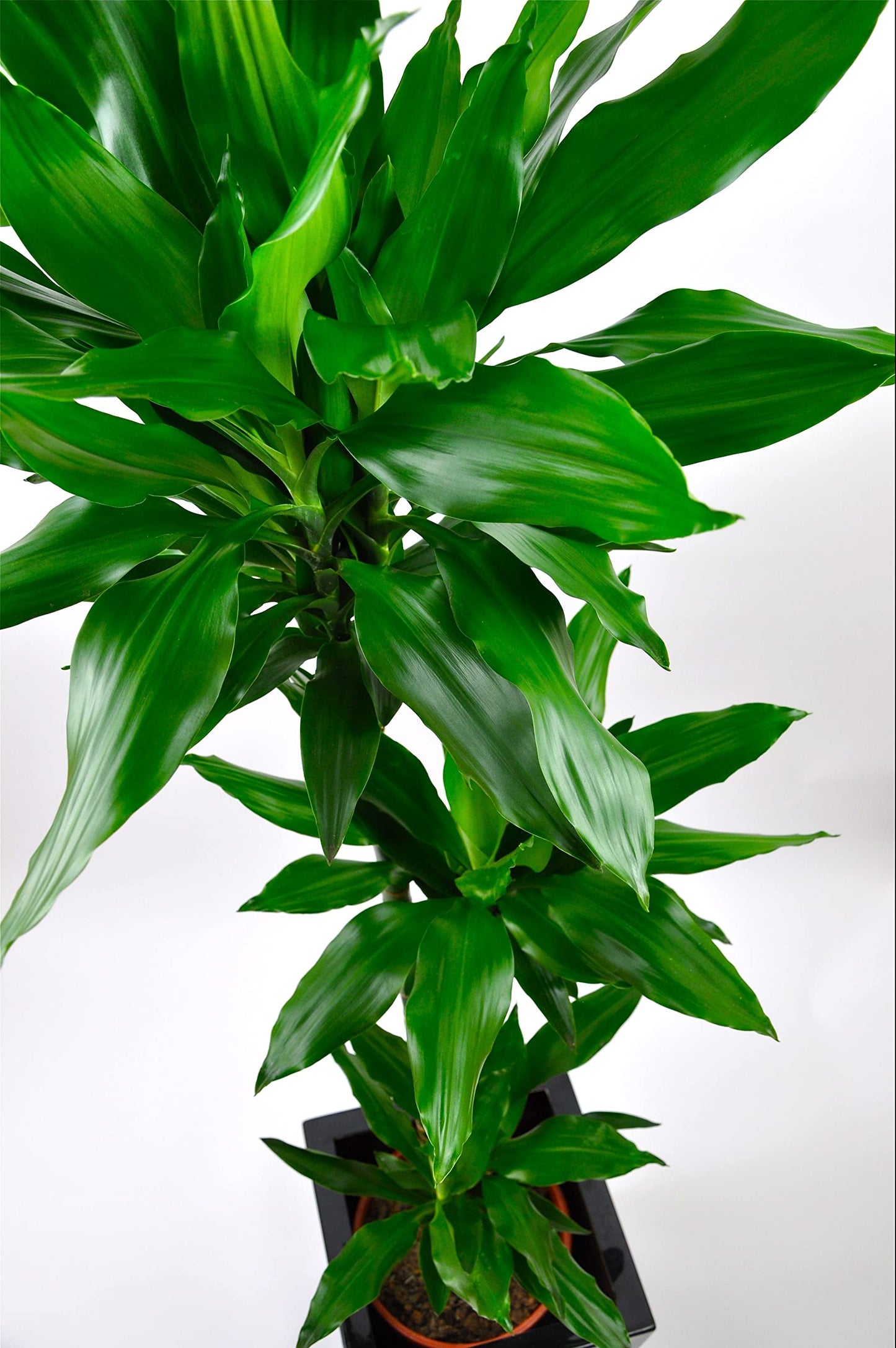 Dracaena Janet Craig - Live Plant in a 6 Inch Pot - Dracaena Deremensis 'Janet Craig' - Florist Quality Beautiful Low Light Indoor Houseplant