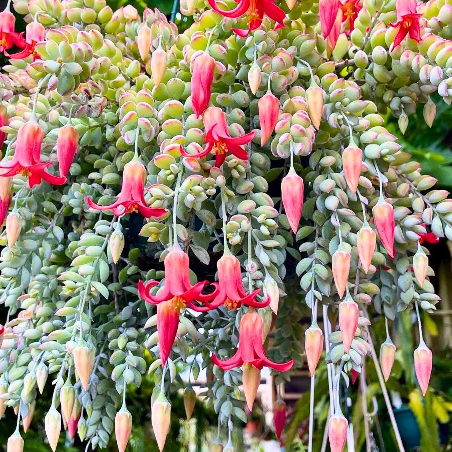 1 Cotyledon Pendens Succulent Plant Live, Trailing Succulent Live Houseplant in 2 Inch Pot, Ornamental Cotyledon Pendens