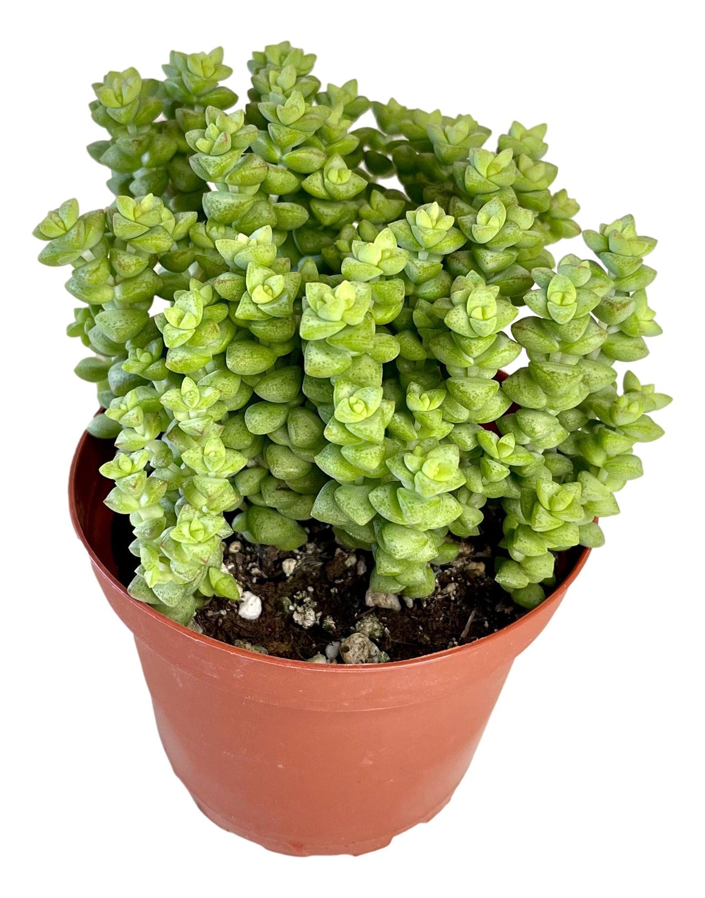 Crassula 'Tom Thumb',Succulents Plants Live Rooted in 4" Pot with Soil Mix, Rare House Plant for Home Indoor Holiday Wedding Garden Decor, DIY Projects, Party Favor Gift for Her by Fatplants
