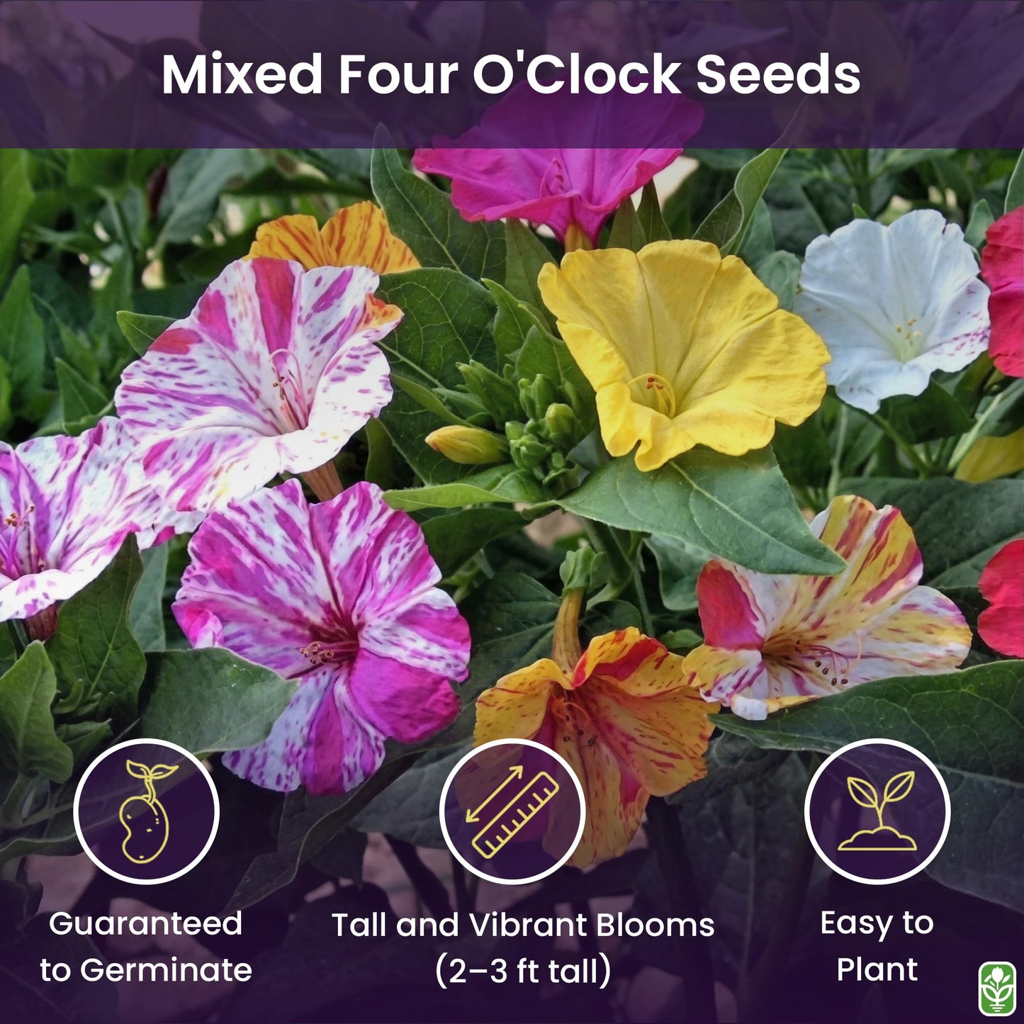 80 Broken Colors Four O'Clock Seeds - Tender Perennial That Reseeds Easily