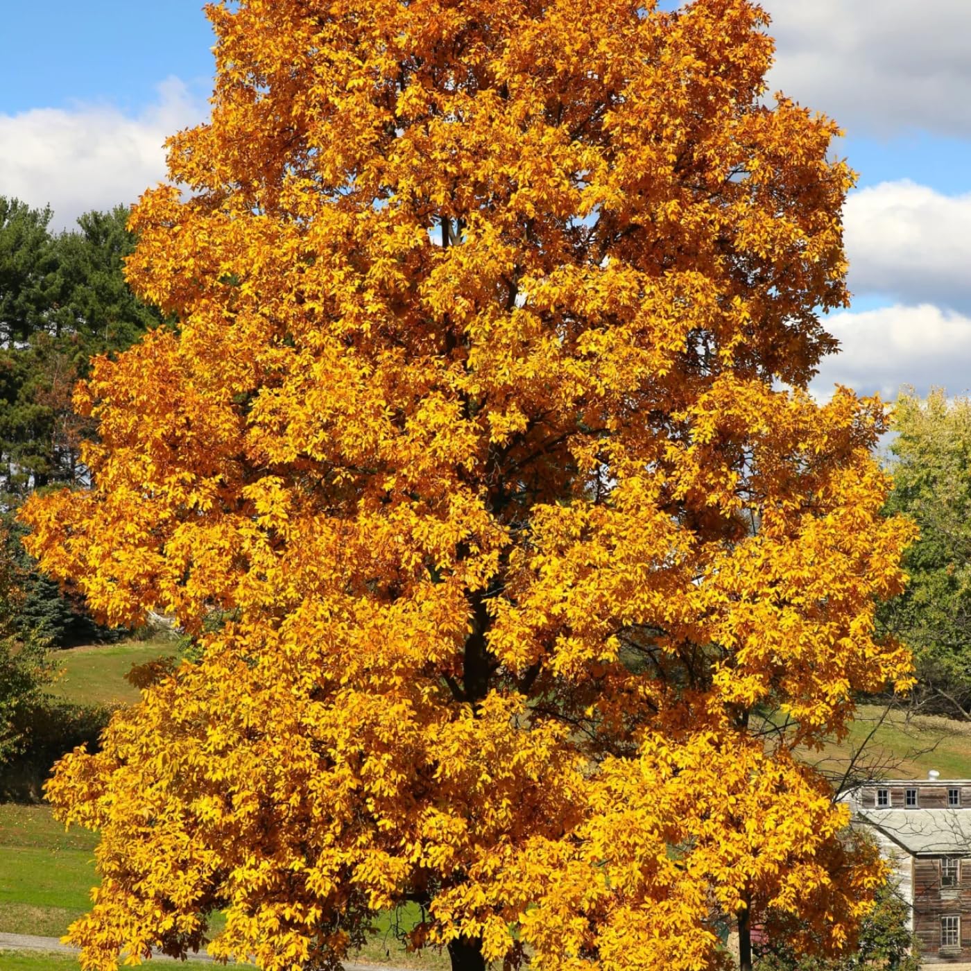 Rare Hickory Tree Live Plant, Cold Hardy, Dormant, 6-12" Tall, 1 Year Old Trees for Garden Planting