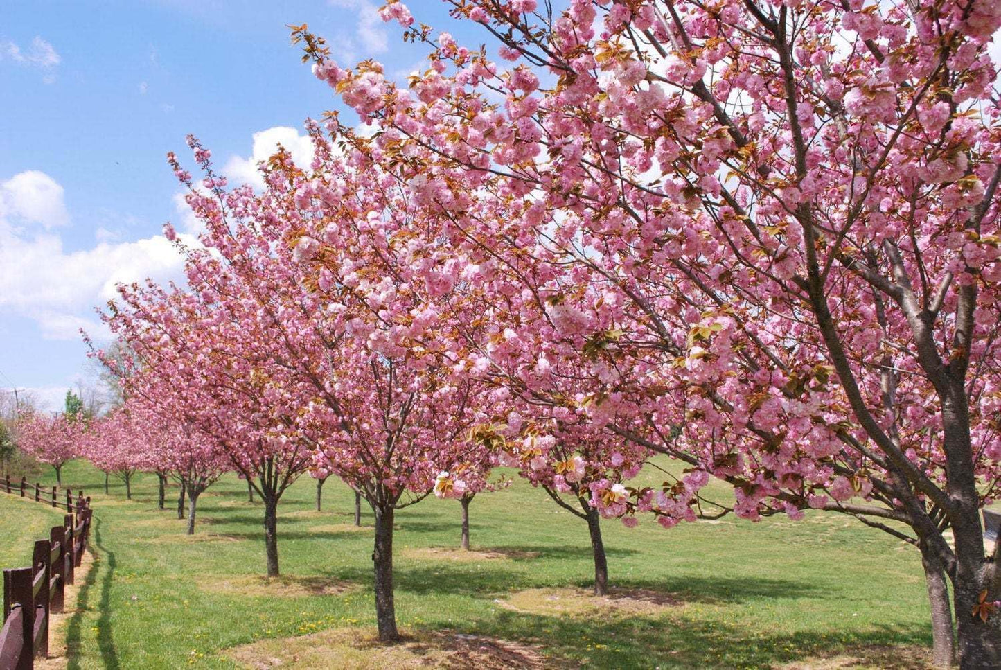 Live Plant - Okame Flowering Cherry Tree - Live Plant - 6-12" Tall - 3" Pot - Prunus 'Okame'