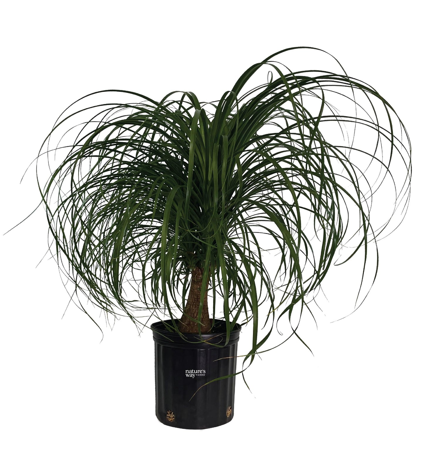 Nature's Way Farms Ponytail Palm (Beaucarnea Recurvata) Large Ponytail Palm Tree, Live Indoor Plant, in Growers Pot