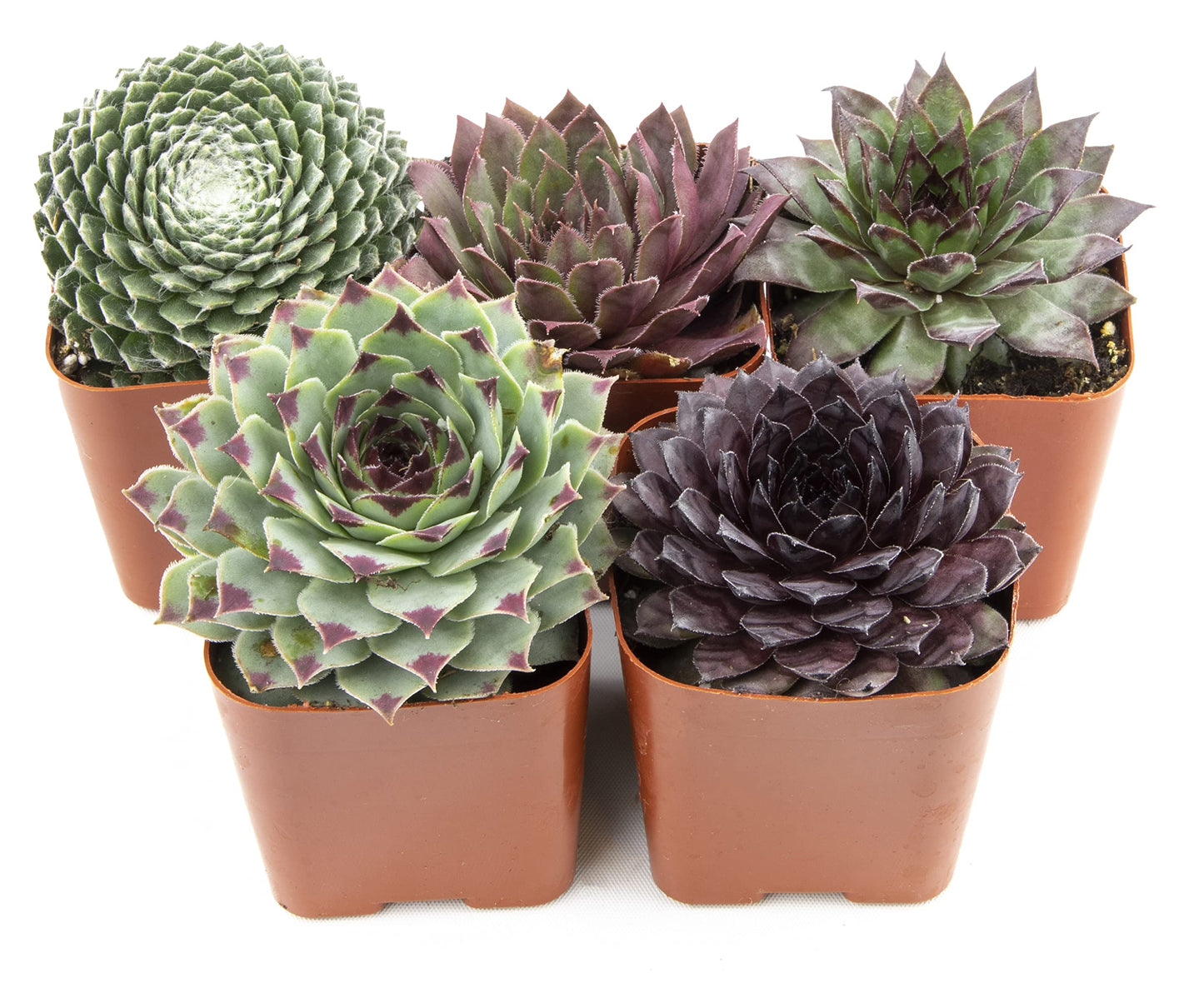 Sempervivum Succulents Plants Succulent Plant Decor (5PK), Live Plants Indoor Plants Live Houseplants, Gardening Gifts for Plant Lovers, Mini Succulent Plants for Delivery Prime by Plants for Pets