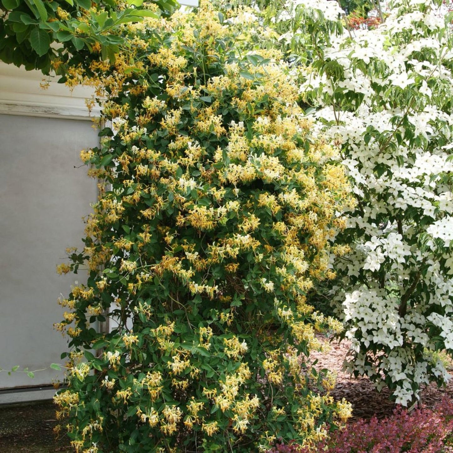 Proven Winners 'Scentsation' Honeysuckle (Lonicera periclymenum) Live Plant, 4.5" Qt, 4 Pack