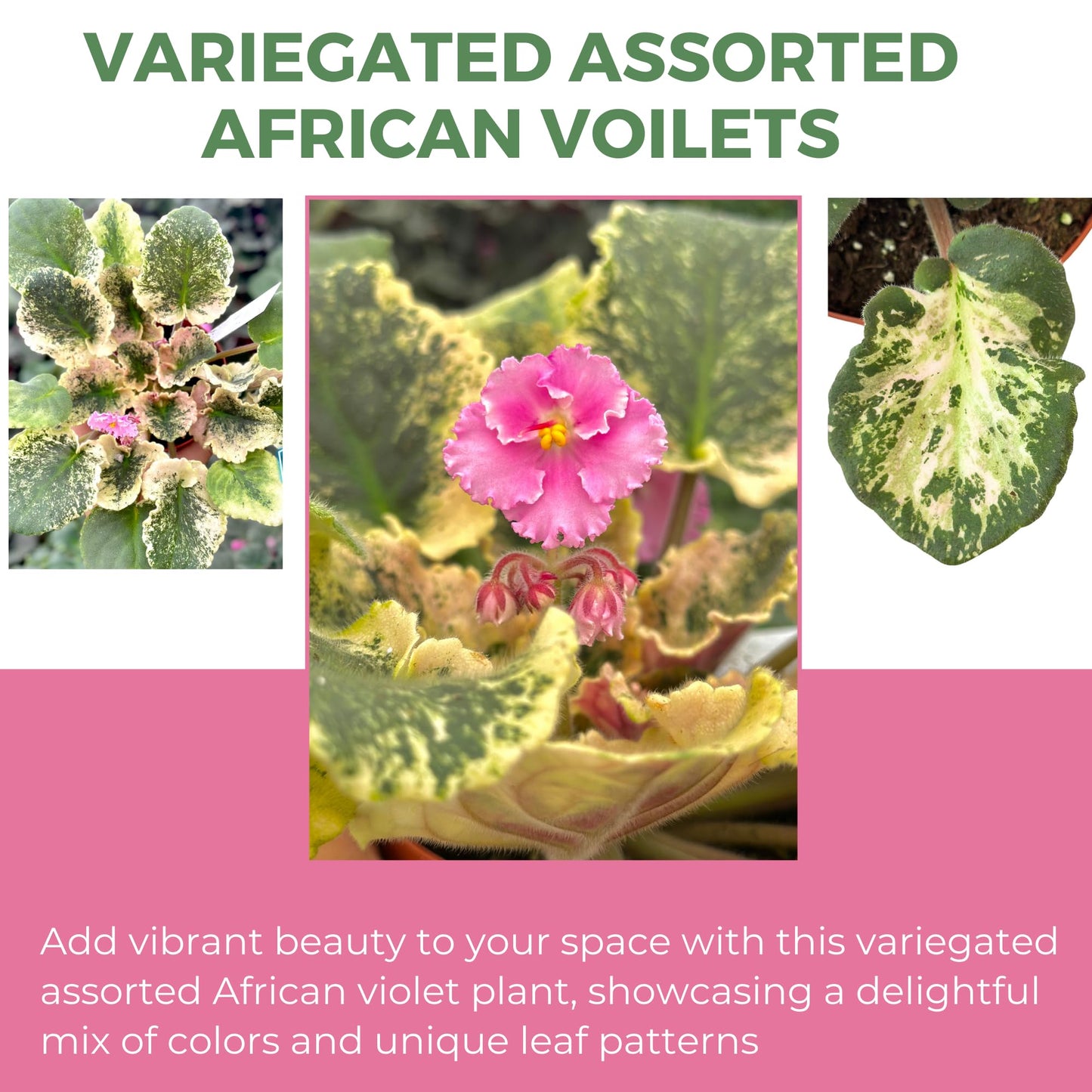 Live Plant Assorted African Violets 4" - Easy to Care and Grow Air Purifying Indoor House Plants - Rare African Violets Plant - Flowers for Home Office Room Decor & Giftable(Heat Pack Included)