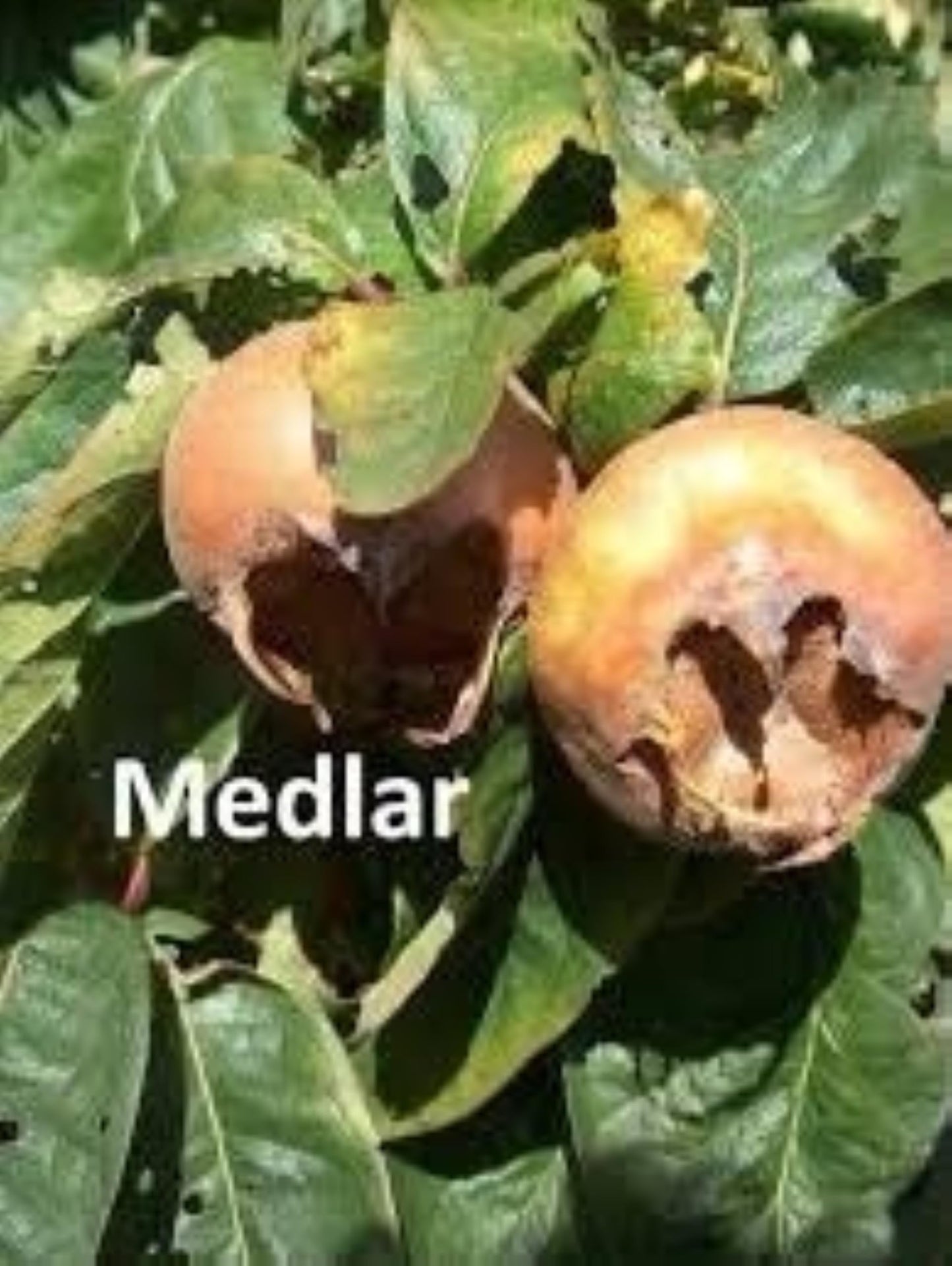 Nefle De October Medlar Tree, Mespilus germanica, grafted 1 Year Old Plant 6-12" Tall