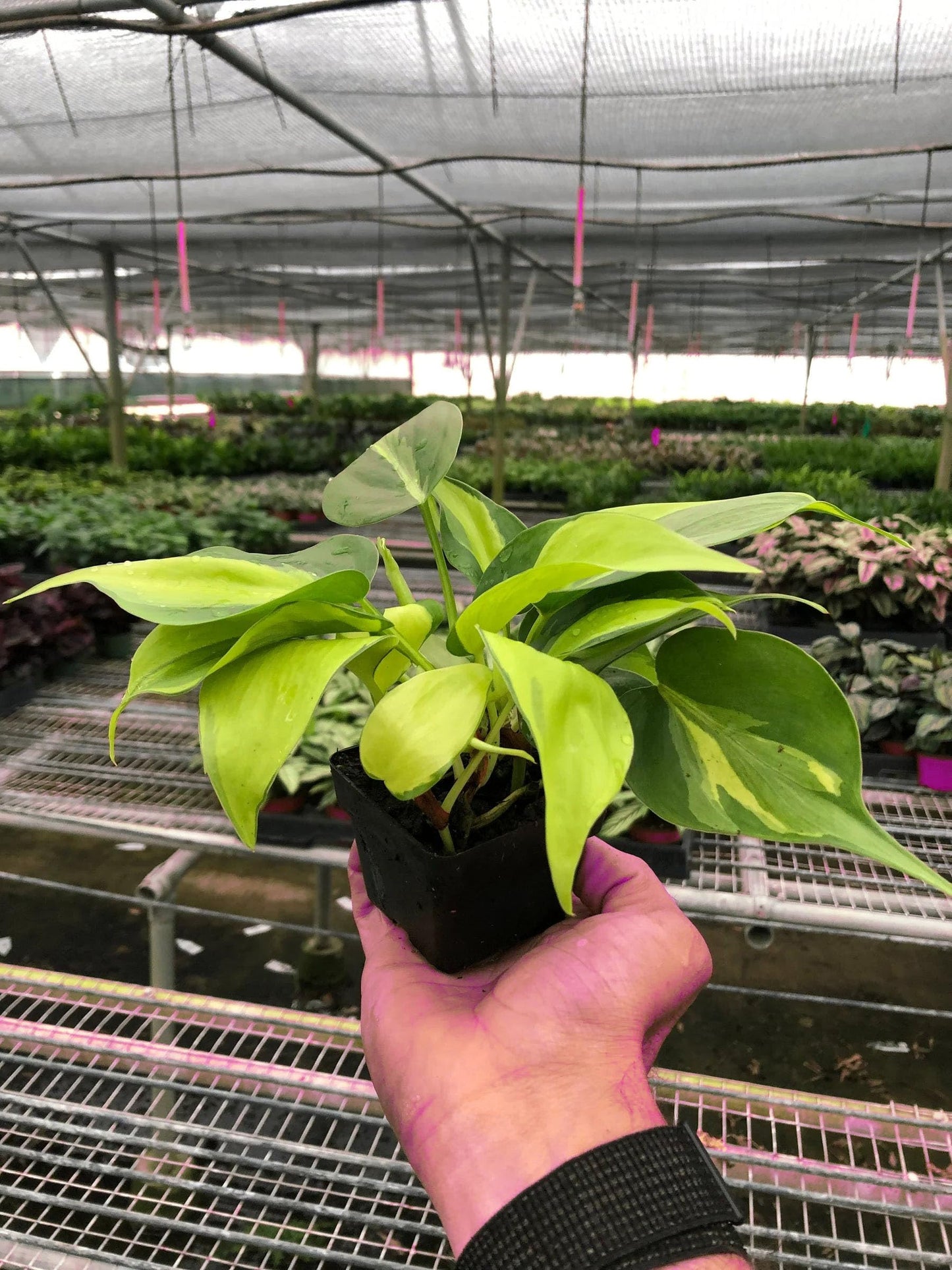 2 Pack Philodendron 'Brasil' in 6in Pot - Live Tropical Houseplant - Easy to Grow | Air Purifying | Variegated | USA Growers | The Snobby Leaf