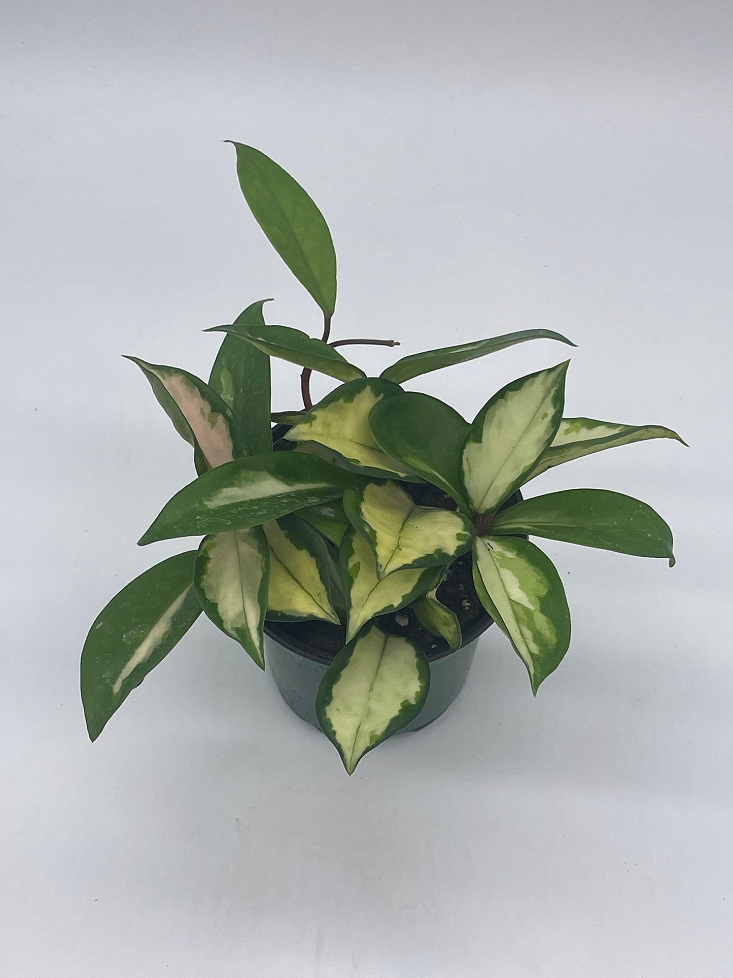 BubbleBlooms Variegated Hoya Exotica, Krimson Princess, Tricolor Crimson, Very Rare Limited Live Plant, in 4 inch Pot