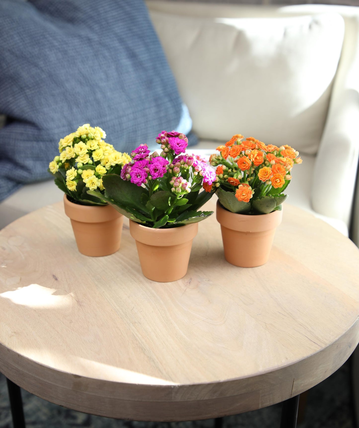 Kalanchoe Flower Plants 3PK in Terracotta Pots, Desk Plant Decor, Live Succulent Gifts for Plant Lovers, Kalanchoe Plants Live Houseplants, Live Succulents Plants Live Flowers by Plants for Pets