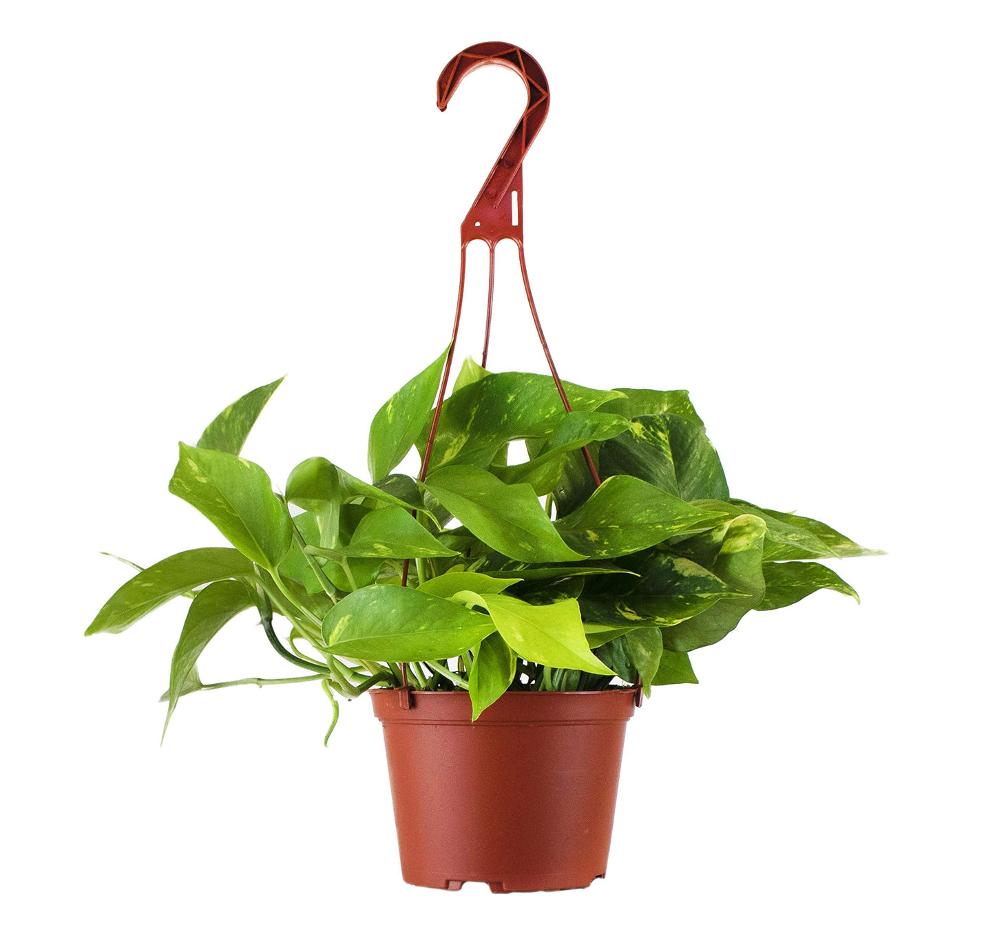 Shop Succulents | Vining Collection | Hand Selected, Air Purifying Easy Care Live Indoor/Outdoor Pothos Devil's Ivy House Plant