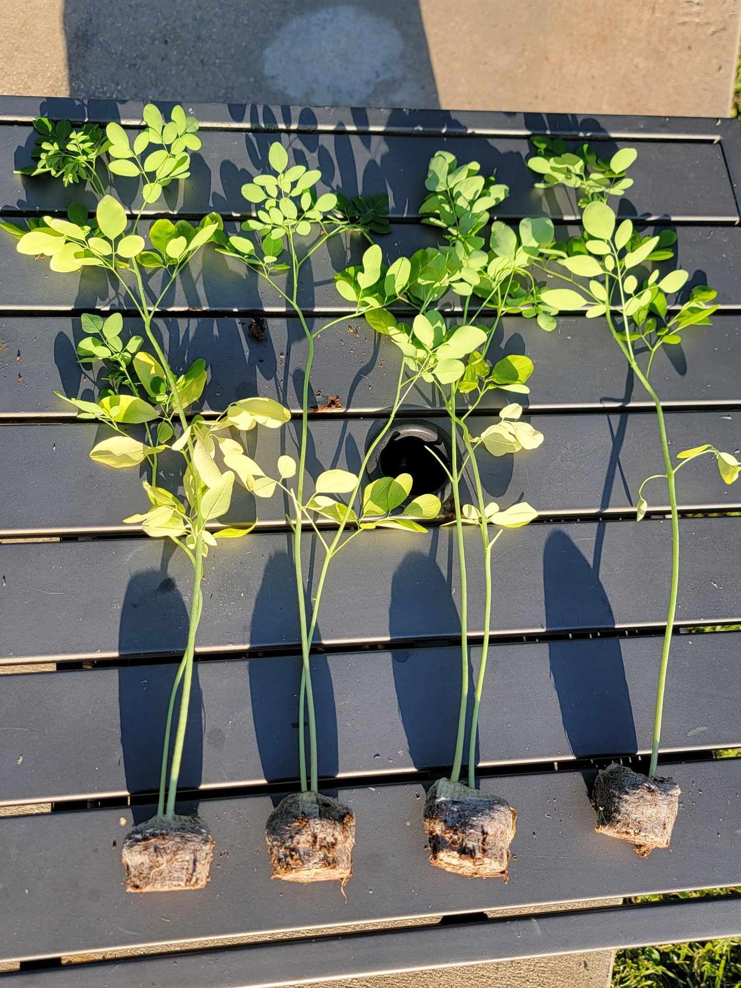 Moringa Trees 5 Live Moringa Plants with Moringa Seeds - Organically Grown - Non-GMO - Miracle Tree - Moringa Oleifera - Herb, Drought-Tolerant, Resilient, Hardy
