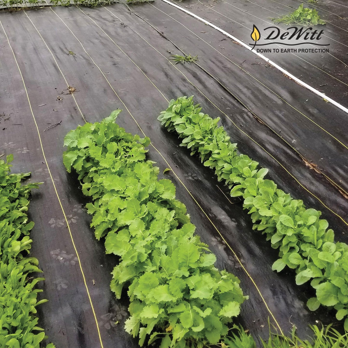 Dewitt 3-Pack Sunbelt Weed Barrier Fabric 3.2 oz, 6 x 300 Feet – Heavy-Duty Ground Cover Mat for Greenhouse Floors, Garden Rows, Raised Beds, Yard Gardening, and Outdoor Landscape Protection
