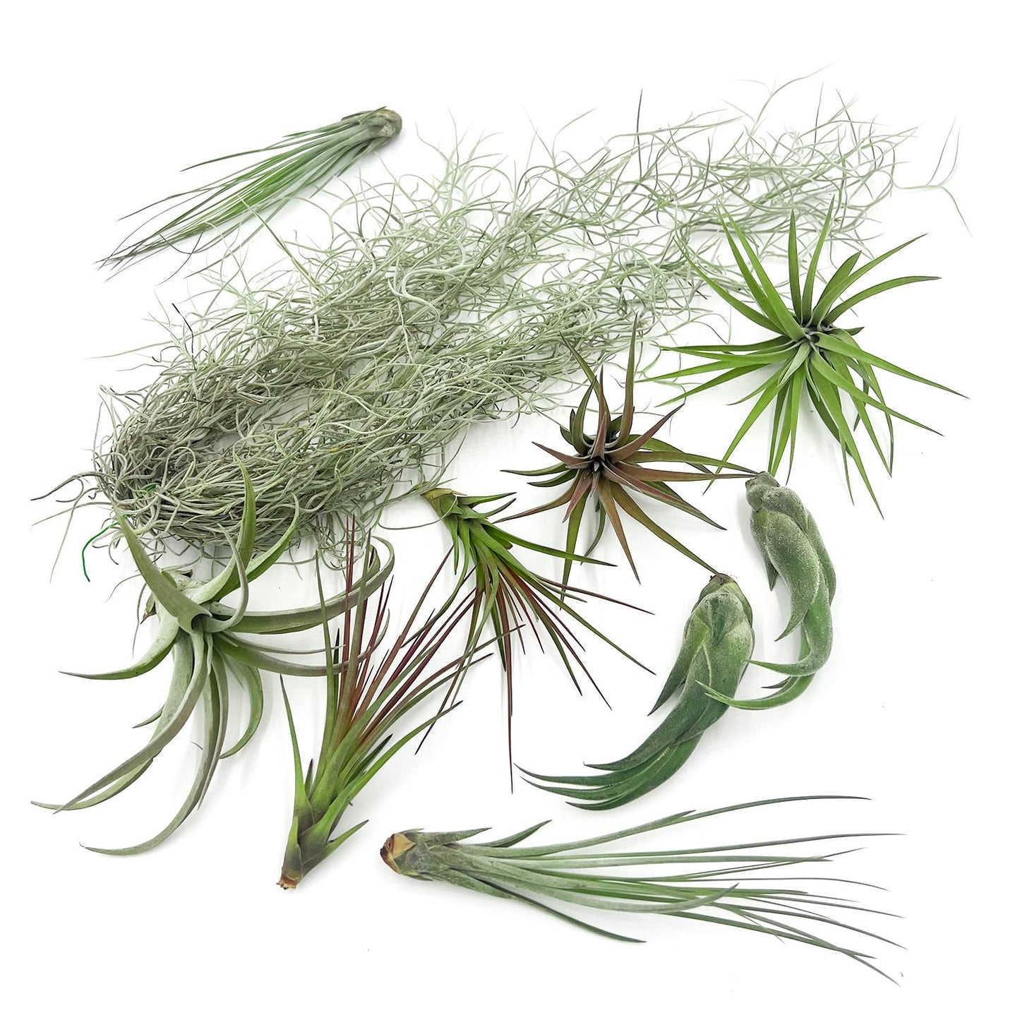 ragnaroc Live Air Plants - Tillandsia Gift Box TOR Variety Pack - 10 Count Large, 4-10 inches – Live Indoor Plants & Live 15 inch Spanish Moss – Live Plants for Home décor, Live Arrival Guaranteed