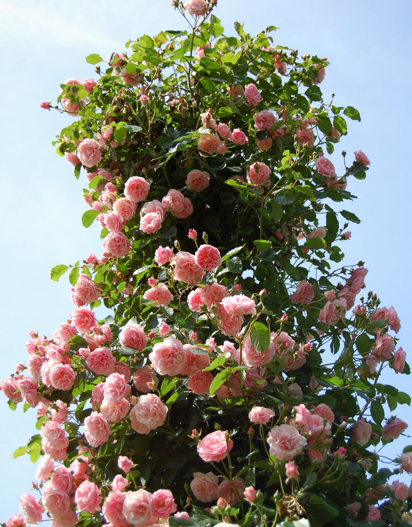 Climbing Roses Live Plants, Fragrant Climber Rose for Garden, 4 to 10 Inches Tall, Hybrid Tea Roses Bushes, Establish Root, Cut Back (Light Pink Rose)
