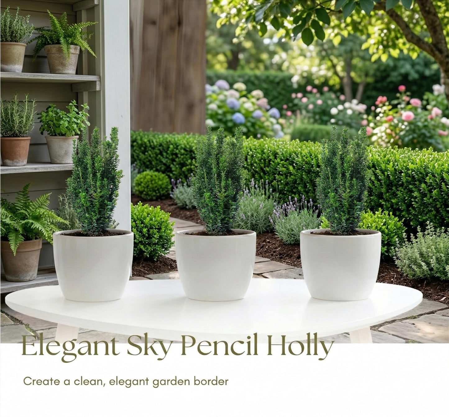 Sky Pencil Holly Live Plant,4 Inch Pot, 12-18 Inch Tall, Holly Bush Ready to Plant for Outdoor Garden and Landscape