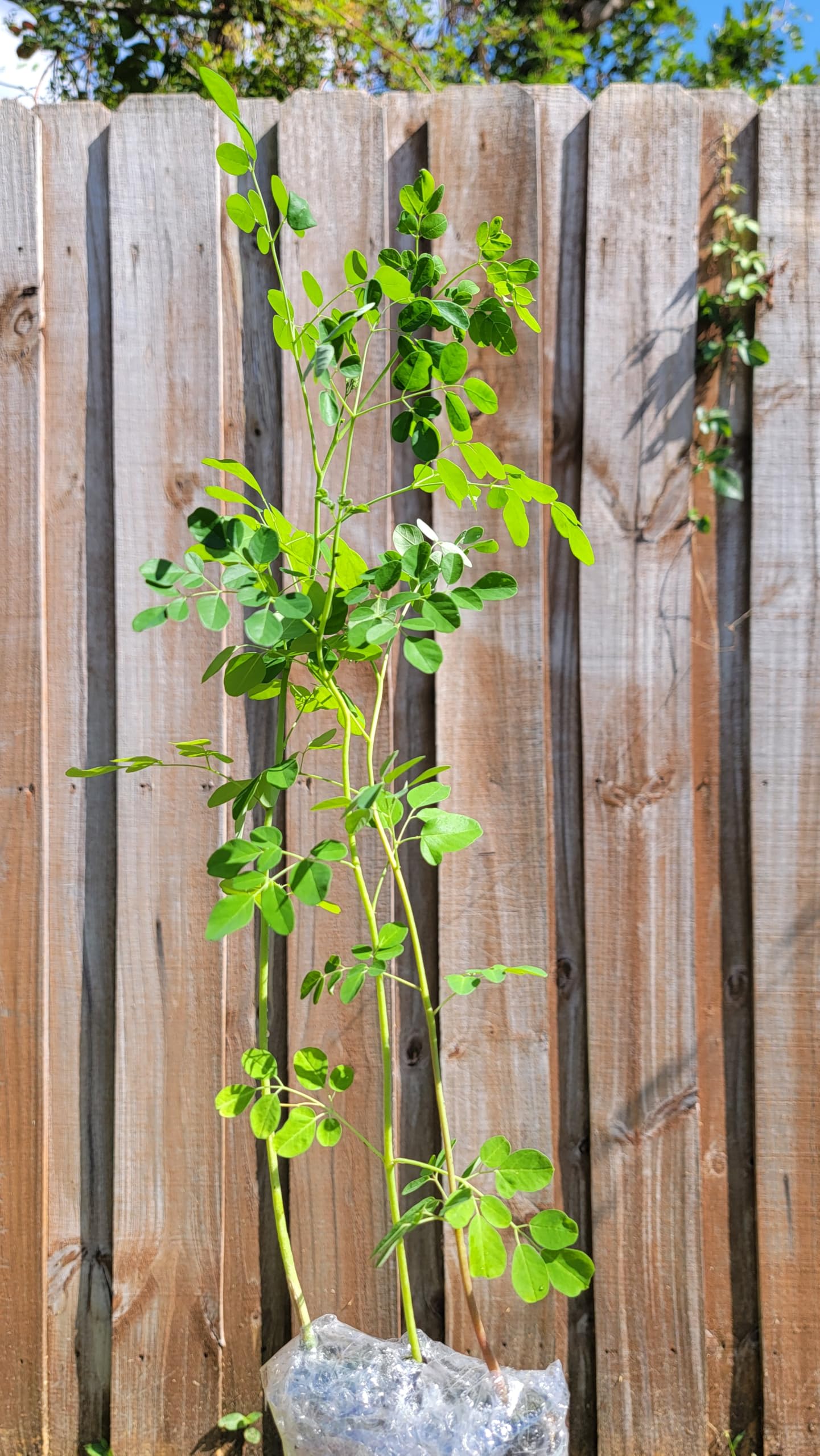 Moringa Tree Seedling Live Moringa Plant with Moringa Seeds Malunggay Sahijan Drumstick Tree Moringa Oleifera