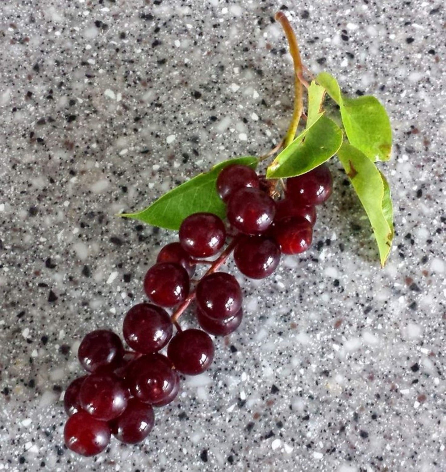 12-24” Tall Chokecherry Prunus virginiana, 1-2 Year Old Bare Root Plant