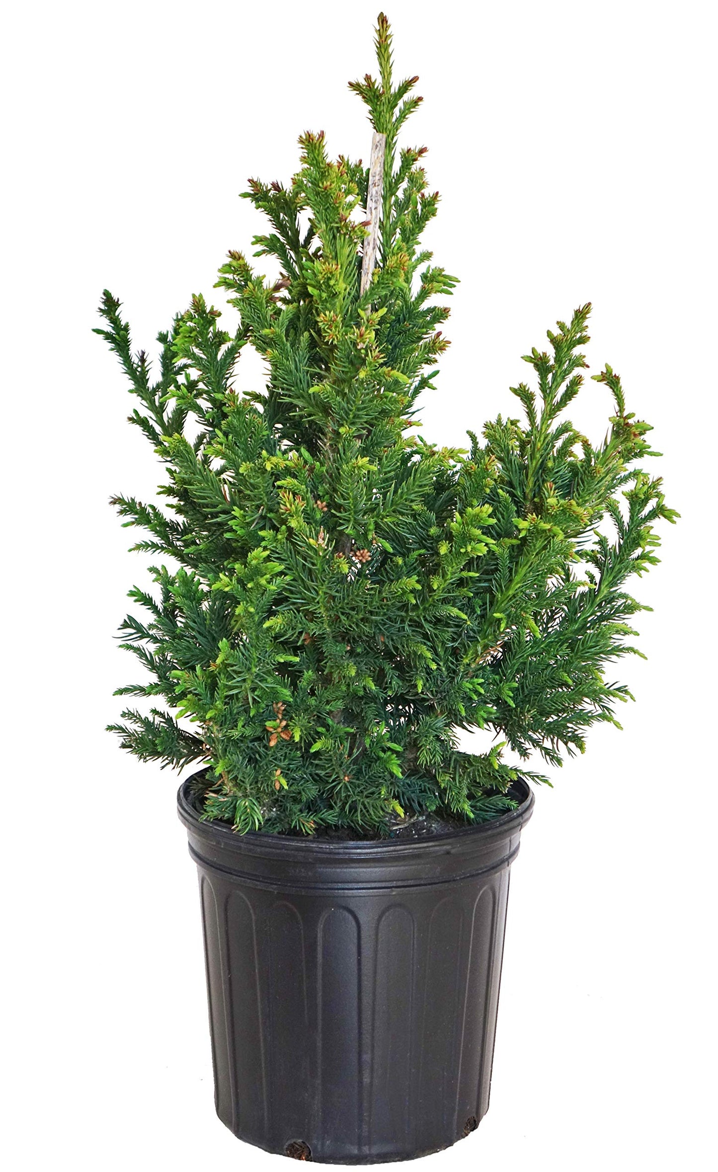 Cryptomeria Japonica 'Black Dragon' (Black Dragon Japanese Cedar) Evergreen, #3 - Size Container