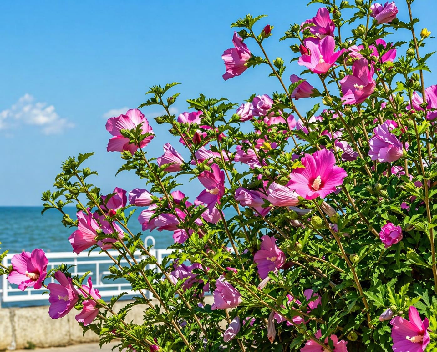 5 Pink Aphrodite Rose of Sharon Shrubs - 10-18" Tall Live Plants - Pink Althea Flowering Trees/Bushes - Hibiscus syriacus 'Aphrodite' - (5 Pack)