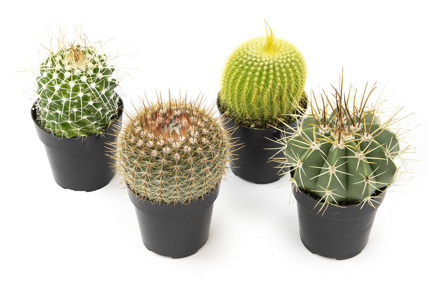 Altman Plants, Assorted Cactus Plants Live Cactus Decor (4PK), Cactus Plant Live Succulents Plants Live in Cactus Soil Potting Mix, Live Cacti Plants Live Succulent Plants Live Plants in Cactus Pot