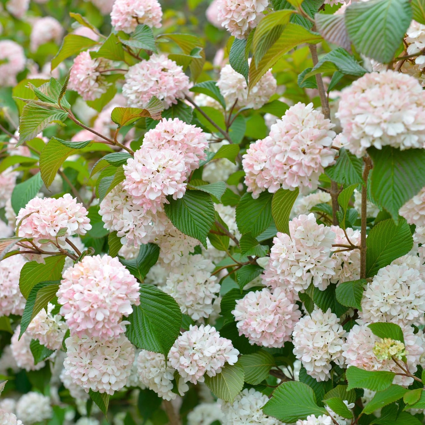Viburnum Bush Plant Potted, Hardy Flowering Shrub, Rare Viburnum Plant for Outdoor Garden, Landscape, or Hedge, 4-6 Inches (Pink Viburnum)