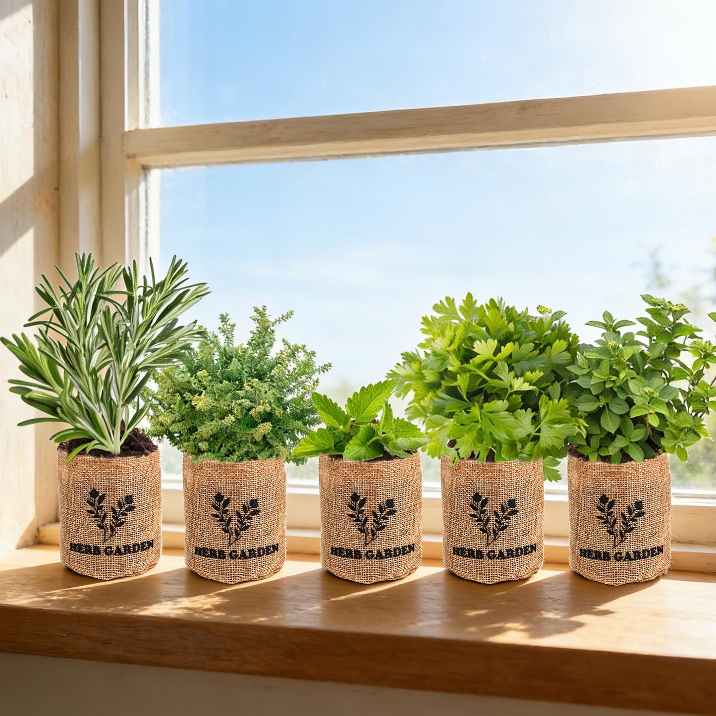 Sproutix Indoor Herb Garden Starter Kit, 5 Seeds Growing into Basil, Parsley, Rosemary, Thyme, Mint, Including A Planter Box, Soil Discs & Planters with A Gift Box for Women