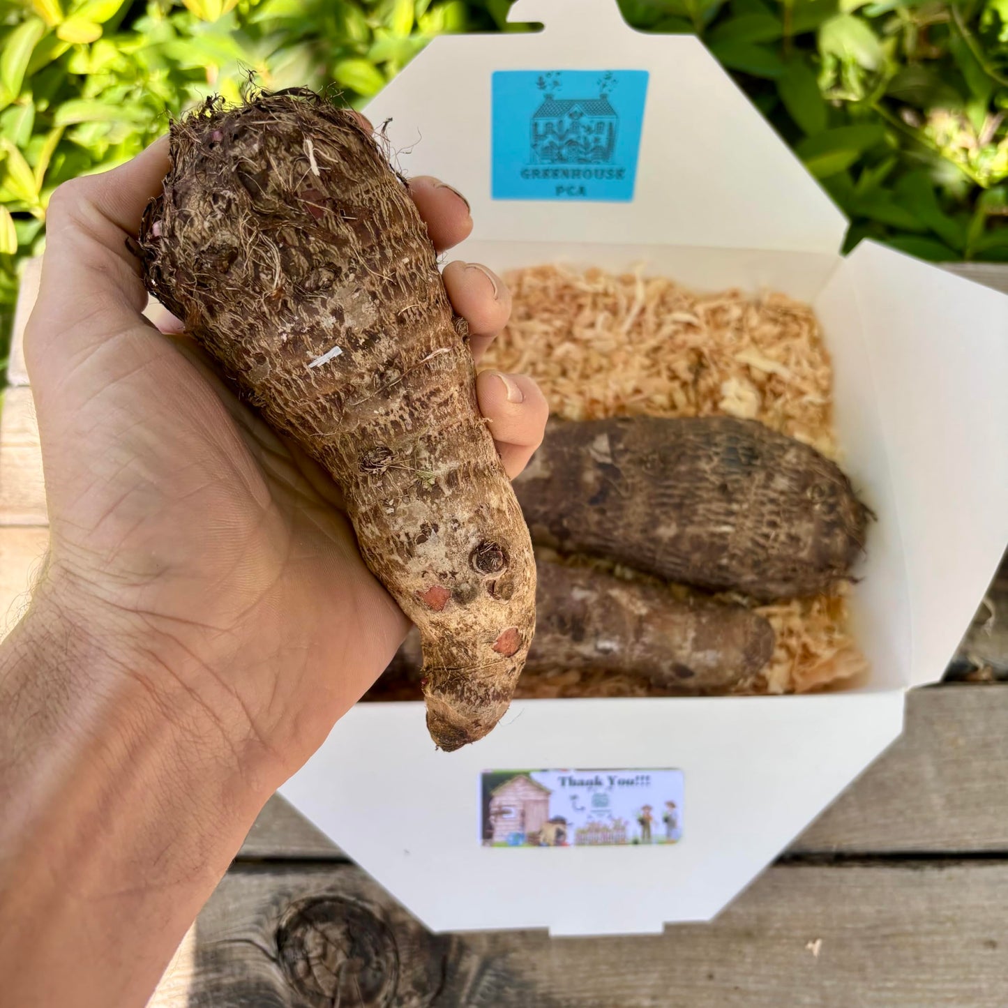 Live Bulbs Colocasia gigantea Thailand Giant Thai Giant Elephant Ear Huge Malanga Leaf (3 Bulbs) by Greenhouse PCA