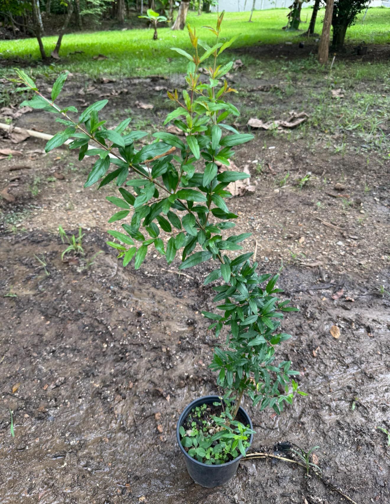 Big Pomegranate (Punica granatum) (Granada) Tropical Live Fruit Tree (2-3ft) Plant