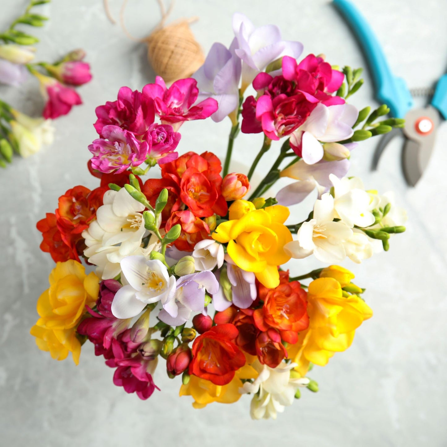 Easy to Grow Freesia Double Mix Pack of 15 Flower Bulbs - Spring Fragrant Assorted Blooms in Sun, Great for Cutting
