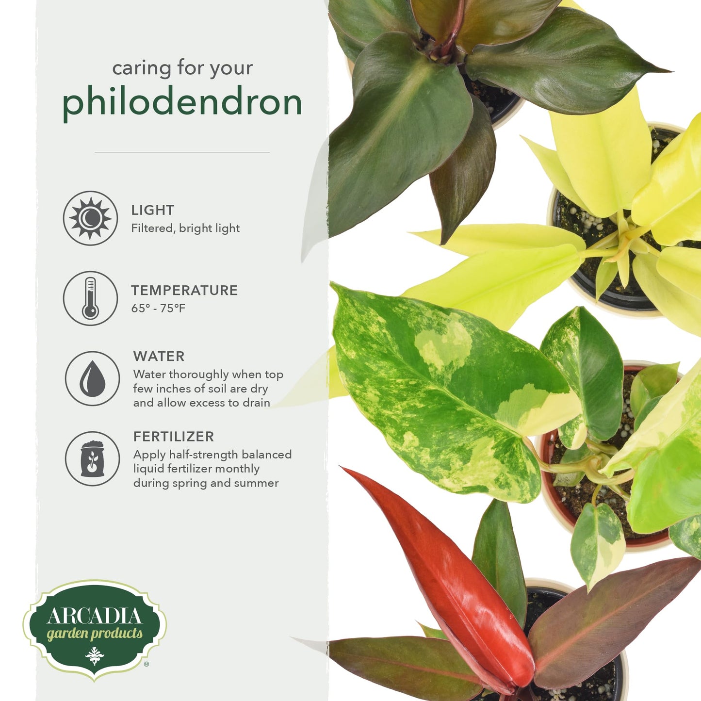 Arcadia Garden Products Live Golden Crocodile Philodendron Rare Indoor Houseplant in Plastic Pot, Tropical Plant Collector Gift for Home and Garden Decor, 4-inch, Beige