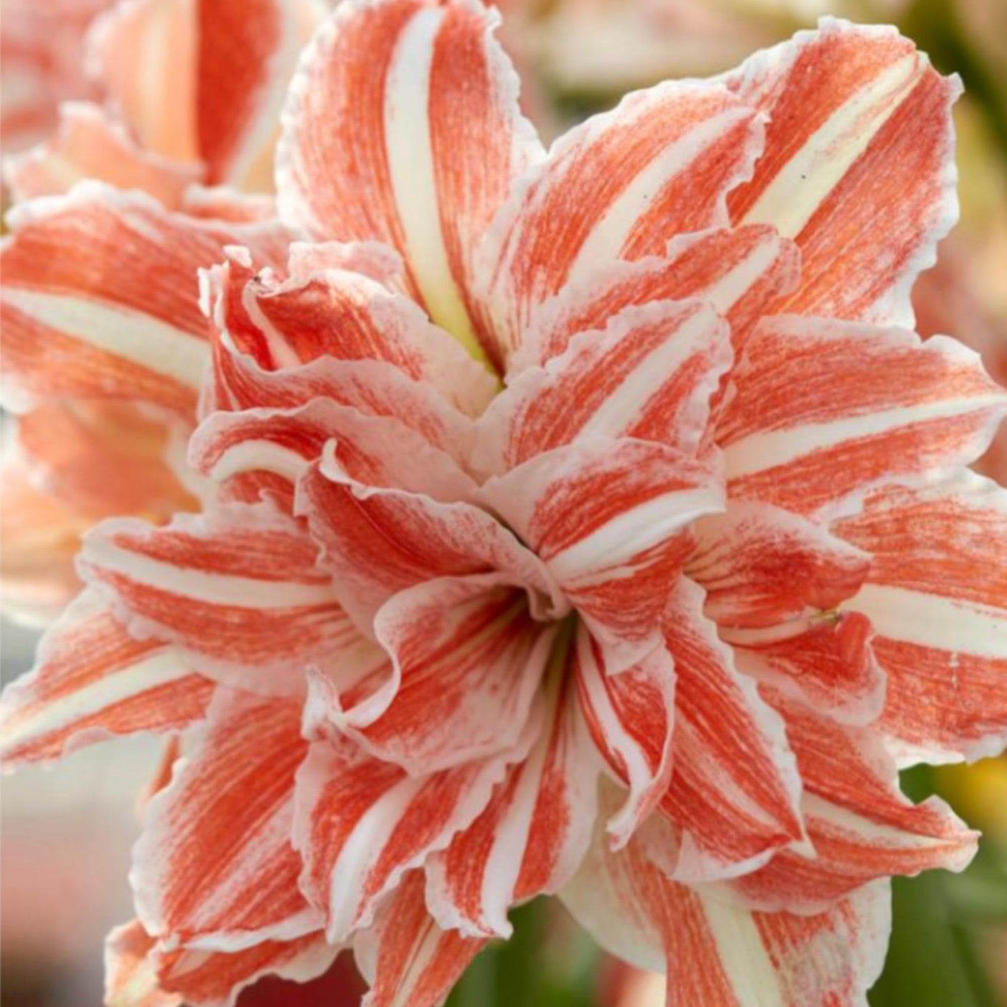 Amaryllis ‘Dancing Queen’ Bulb – Striking Double Red and White Blooms | Premium Outdoor Hippeastrum Variety, Easy-to-Grow Perennial Flower Bulb for Vibrant Summer and Garden Color Displays