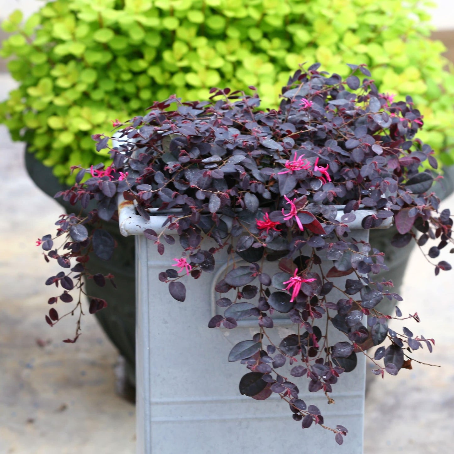 Proven Winners Jazz Hands Mini Chinese Fringe-Flower (Loropetalum chinense) Live Plant, 4.5" Qt, 4 Pack