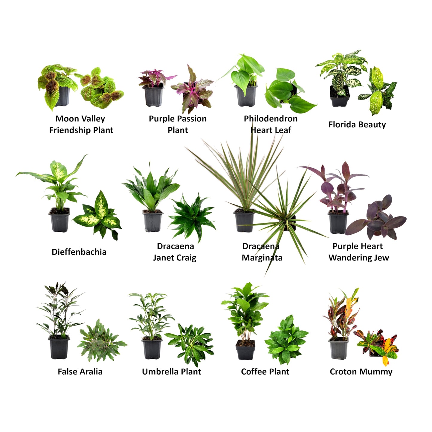 6PK 3” Pot Live Plant Collection, No Duplicates for up to Three Packs (18 Plants), Live Indoor Houseplants, Live House Plants, Easy to Grow, Indoor Gardening, Home, Office Décor, Gifts