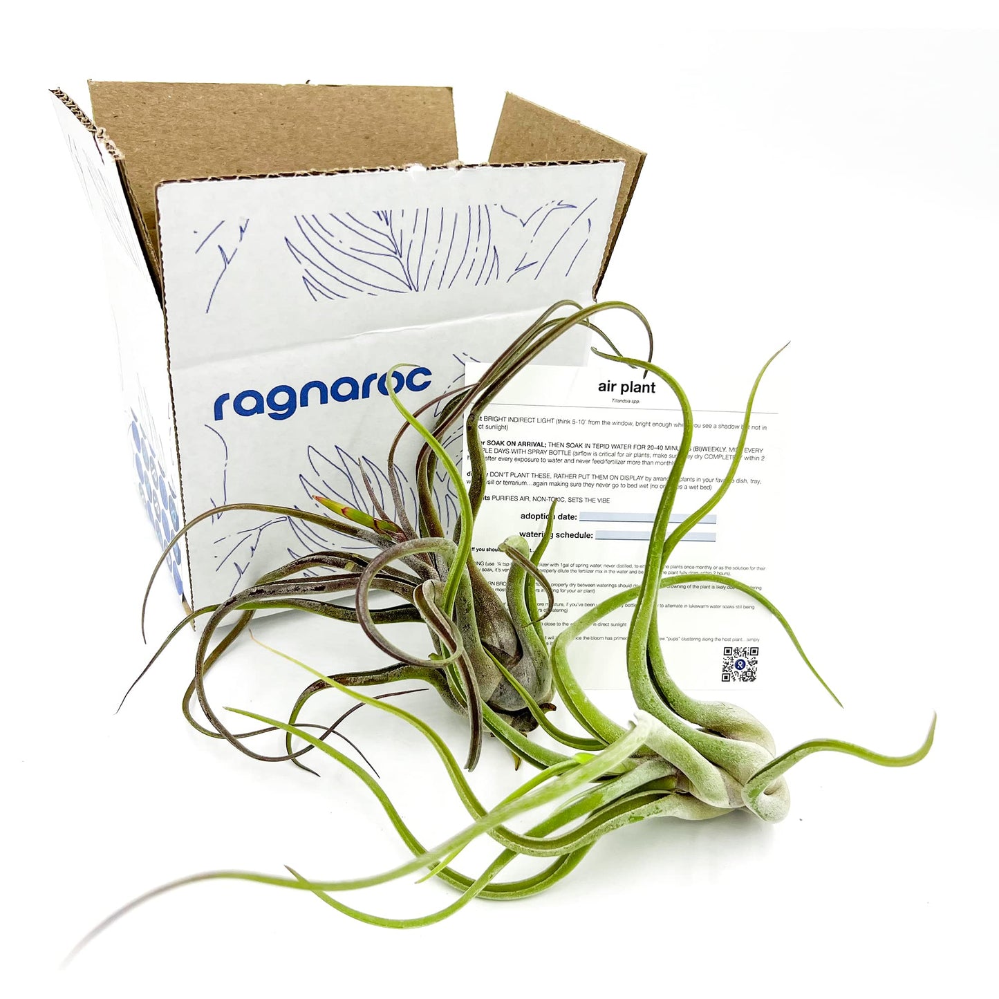 ragnaroc Air Plants - Flowering Tillandsia Caput Medusae, Large 5-7" - 2ct - Live Arrival Guaranteed - House Plants for Home Decor & Gift