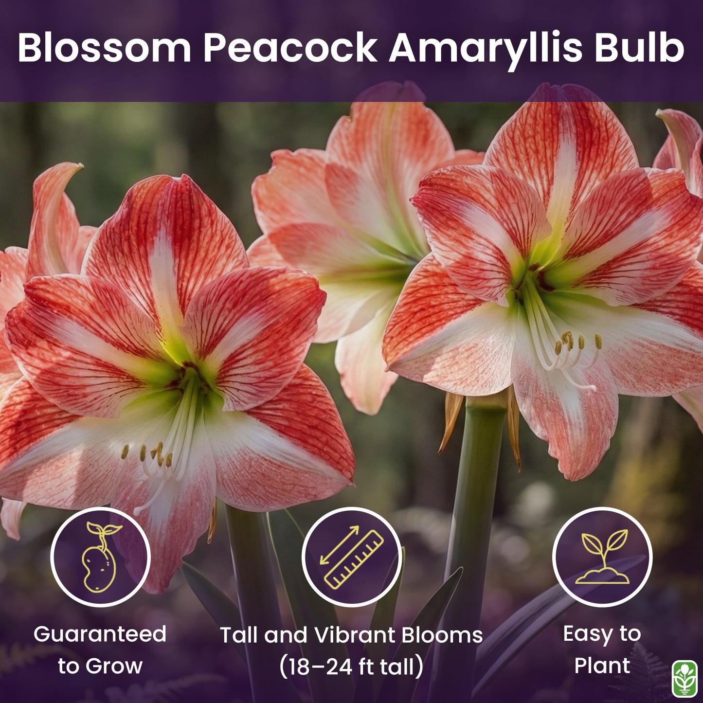 Blossom Peacock Amaryllis Bulb Double White with Red– Large Bulb for Planting, 4-8 Blooms, 16–24" Tall – Elegant Indoor & Outdoor Plant – Low-Maintenance Amaryllis Bulb (Not in Wax)