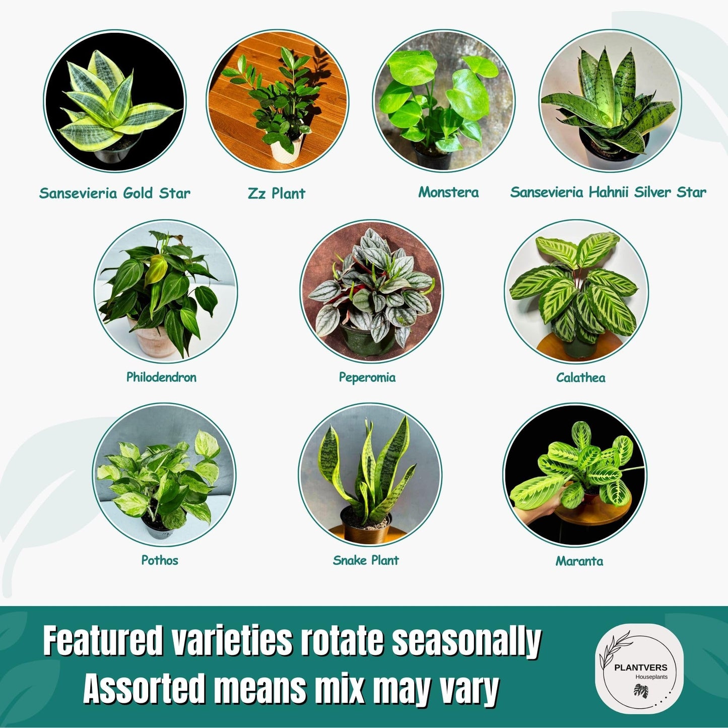 PLANTVERS Set of 4 Assorted Indoor Plants in 4" Grow Pots – Live Houseplants – Easy Care Houseplants - Low Light & Air Purifying Decorative Plants