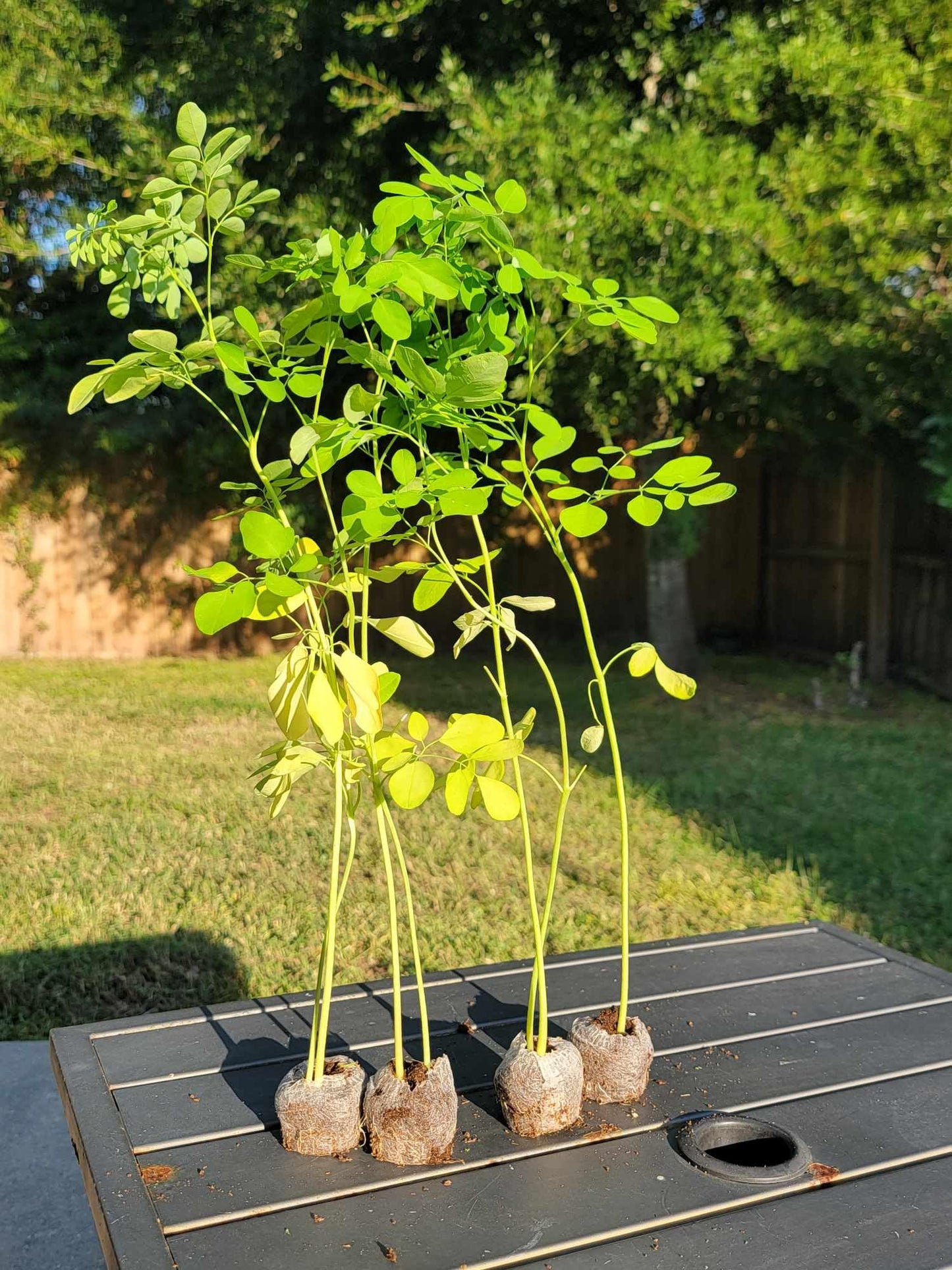 Moringa Plants 5 Moringa Trees Live Plants with Free Moringa Seeds - Moringa Oleifera - Drumstick Tree - Miracle Tree - Natural Herb
