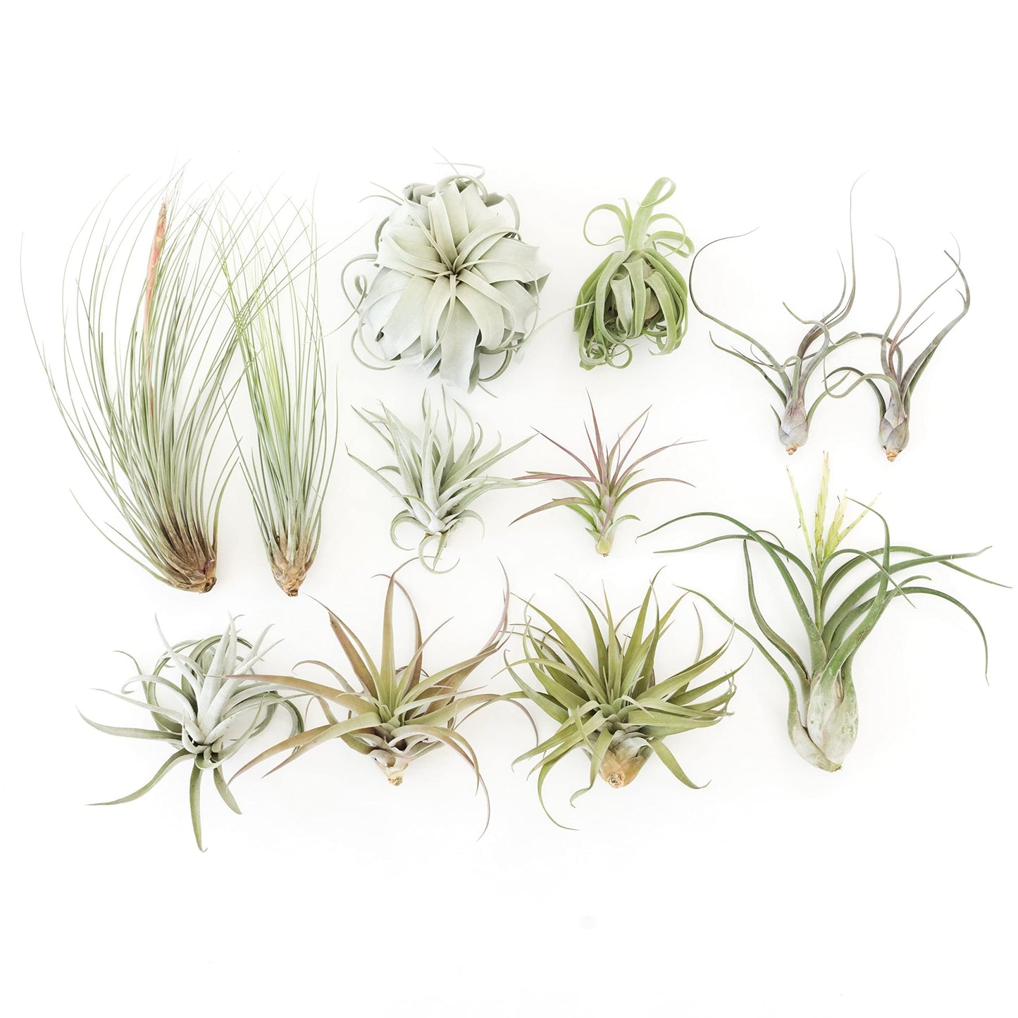 Air Plant Shop 12 Pack Tillandsia Jumbo Variety Pack Air Plants- Wholesale and Bulk - Succulents - Live Tillandsia - Easy Care Indoor and Outdoor House Plants