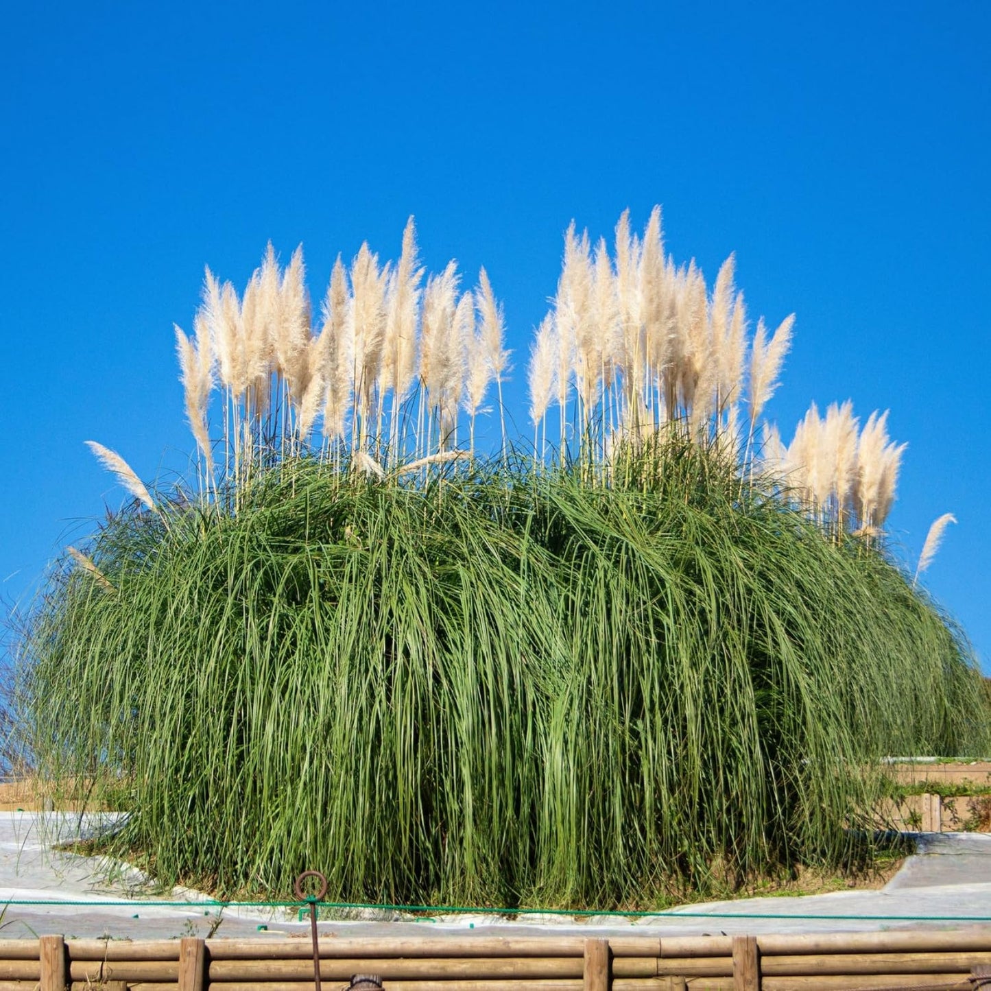 2 White Pampas Grass Plants Live, 5-9 Inch Tall, Ornamental Grass Live Plants for Outdoor Landscaping