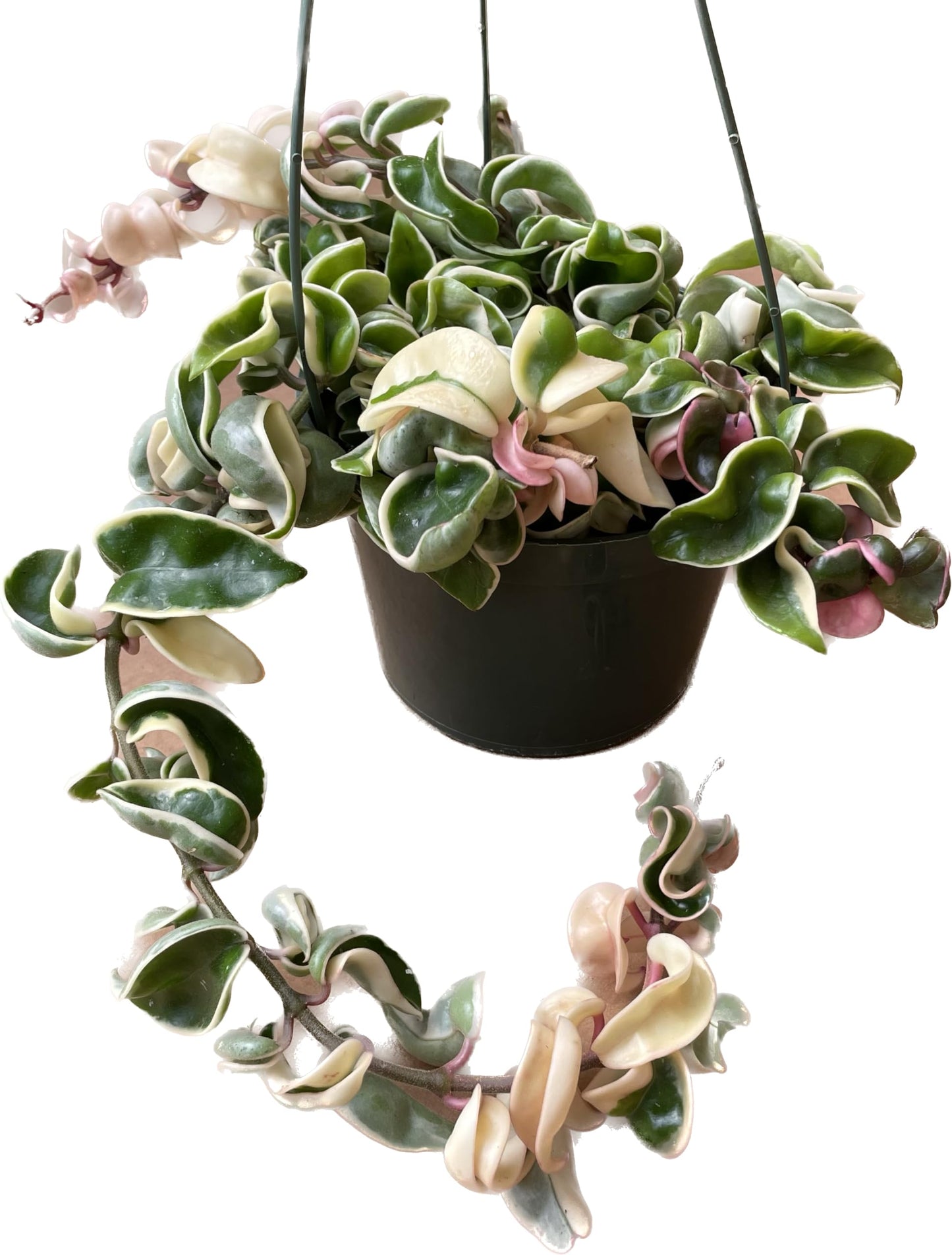 Variegated Hoya Compacta aka Hoya Hindu Rope Variegated Available in 2", 4", and 6" Pot Live Hoya Plant Prime Plants California (2 Small Plants/Stems, 4" Pot)