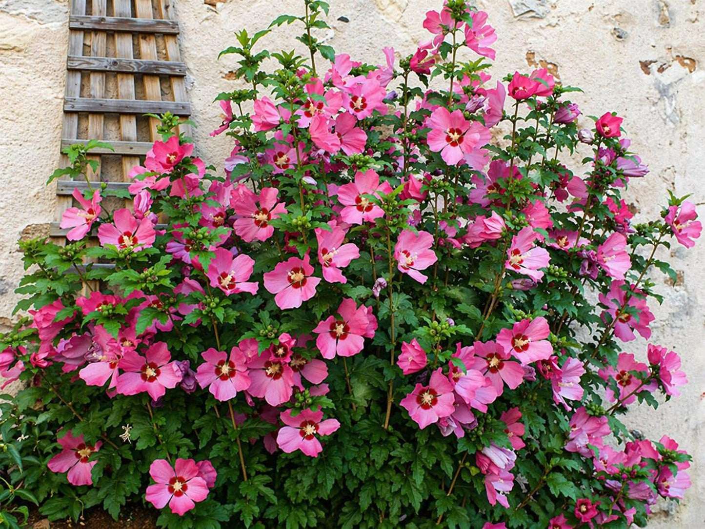 5 Pink Aphrodite Rose of Sharon Shrubs - 10-18" Tall Live Plants - Pink Althea Flowering Trees/Bushes - Hibiscus syriacus 'Aphrodite' - (5 Pack)